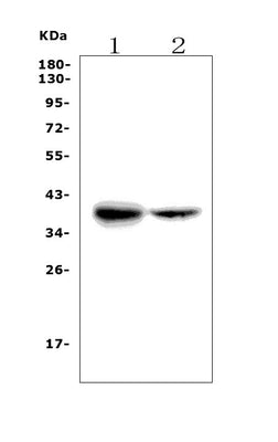 Anti-FDPS/FPS Picoband® Antibody Boster Bio