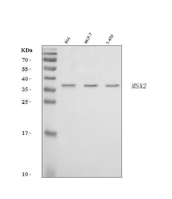 Anti-Hox8/MSX2 Antibody Picoband® Boster Bio