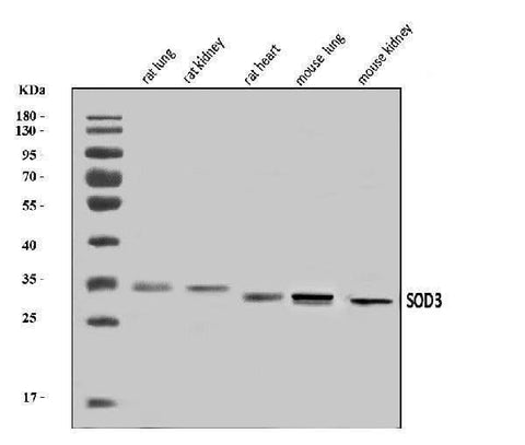 Anti-Superoxide Dismutase 3/EC-SOD/Sod3 Antibody Picoband® Boster Bio