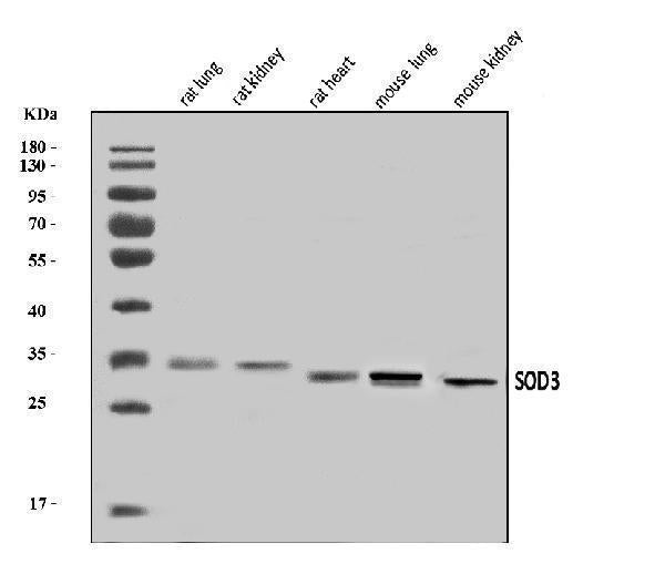 Anti-Superoxide Dismutase 3/EC-SOD/Sod3 Antibody Picoband® Boster Bio