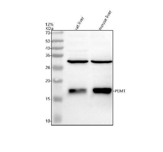 Anti-PEMT Antibody Picoband® Boster Bio