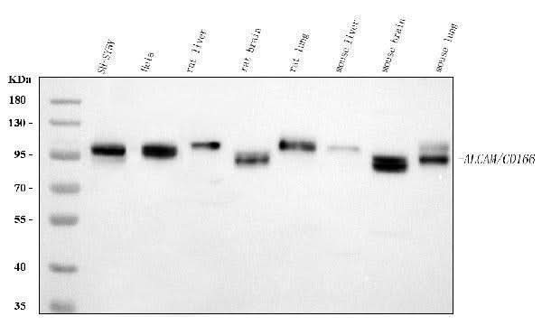 Anti-CD166/ALCAM Antibody Picoband® Boster Bio