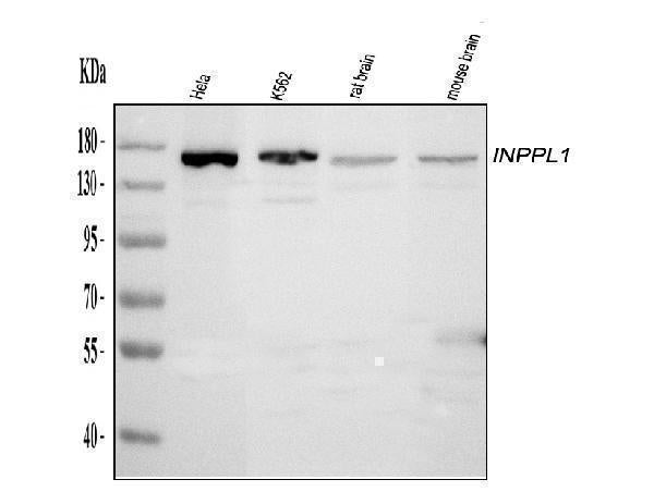 Anti-INPPL1 Antibody Picoband® Boster Bio