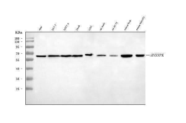 Anti-hnRNP K/HNRNPK Antibody Picoband® Boster Bio