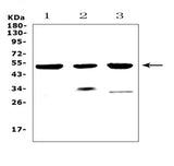 Anti-HTRA1 Antibody Picoband® Boster Bio