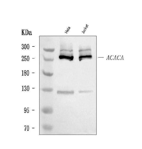 Anti-ACACA Antibody Picoband® Boster Bio