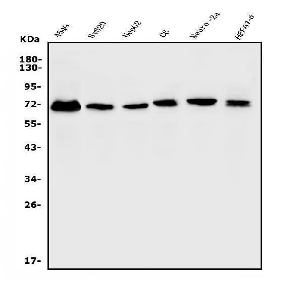Anti-ERM/Etv5 Antibody Picoband® Boster Bio