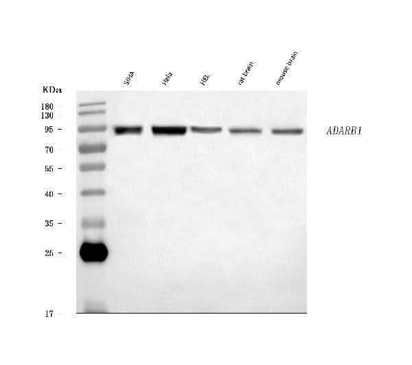 Anti-RED1/ADARB1 Antibody Picoband® Boster Bio