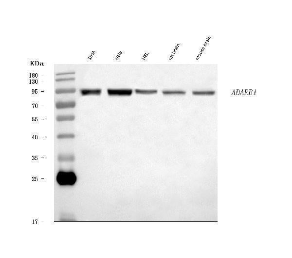 Anti-RED1/ADARB1 Antibody Picoband® Boster Bio