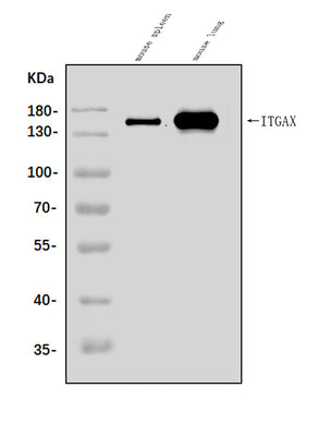 Anti-CD11c/Itgax Antibody Picoband® Boster Bio