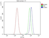 Anti-Kv1.1 potassium channel/KCNA1 Antibody Picoband® Boster Bio