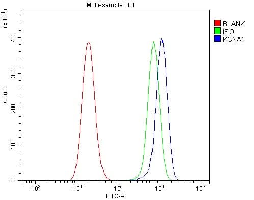 Anti-Kv1.1 potassium channel/KCNA1 Antibody Picoband® Boster Bio