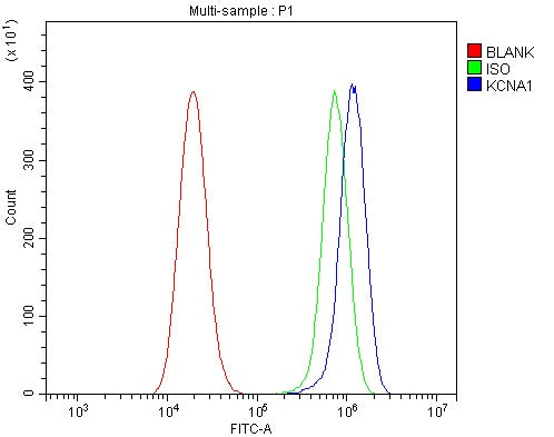 Anti-Kv1.1 potassium channel/KCNA1 Antibody Picoband® Boster Bio