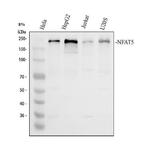 Anti-NFAT5 Antibody Picoband® Boster Bio