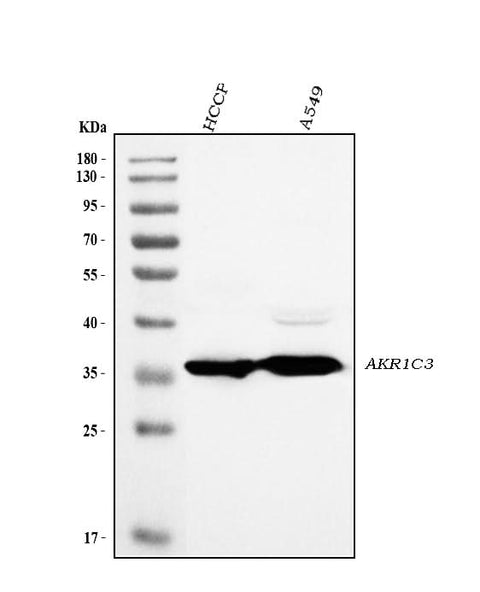 Anti-AKR1C3 Antibody Picoband® Boster Bio