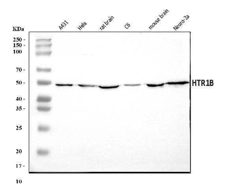 Anti-5HT1B/HTR1B Antibody Picoband® Boster Bio