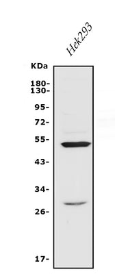 Anti-Endothelin A Receptor/ET-A/EDNRA Antibody Picoband® Boster Bio