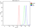 Anti-GLB1/Beta-galactosidase Antibody Picoband® Boster Bio
