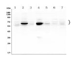 Anti-GLB1/Beta-galactosidase Antibody Picoband® Boster Bio