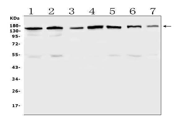 Anti-PER3 Antibody Picoband® Boster Bio
