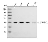 Anti-RAD51C Antibody Picoband® Boster Bio