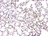 Anti-BMP15 Antibody Picoband® Boster Bio