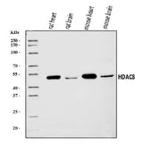 Anti-HDAC8 Antibody Picoband® Boster Bio