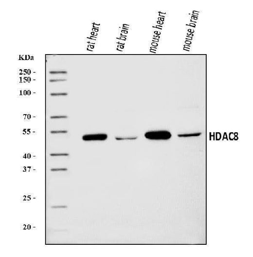 Anti-HDAC8 Antibody Picoband® Boster Bio