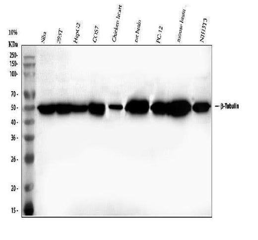 Anti-Beta Tubulin/TUBB Antibody Picoband® Boster Bio