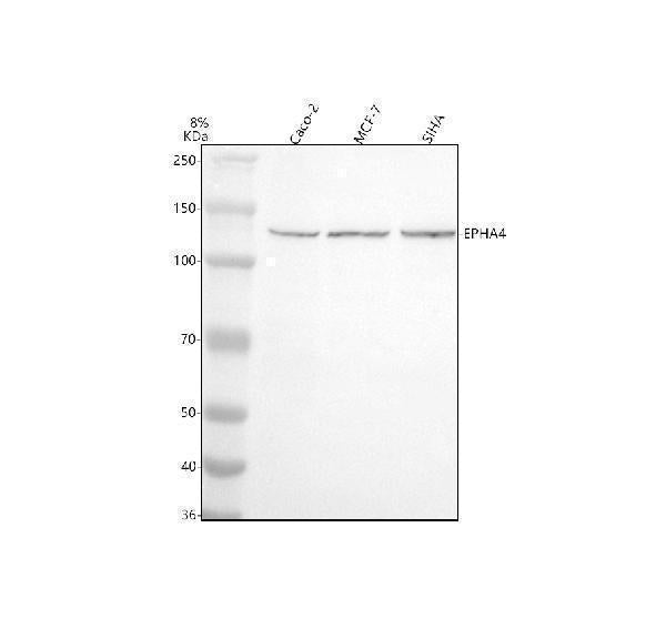 Anti-EPHA4 Antibody Picoband® Boster Bio