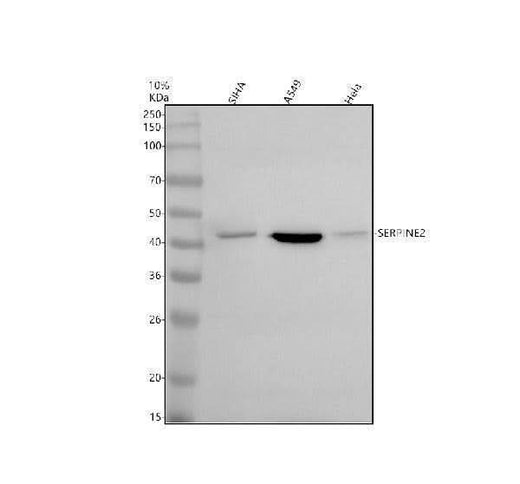 Anti-SERPINE2 Antibody Picoband® Boster Bio