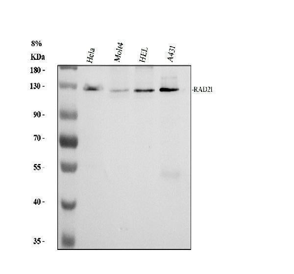 Anti-RAD21 Antibody Picoband® Boster Bio