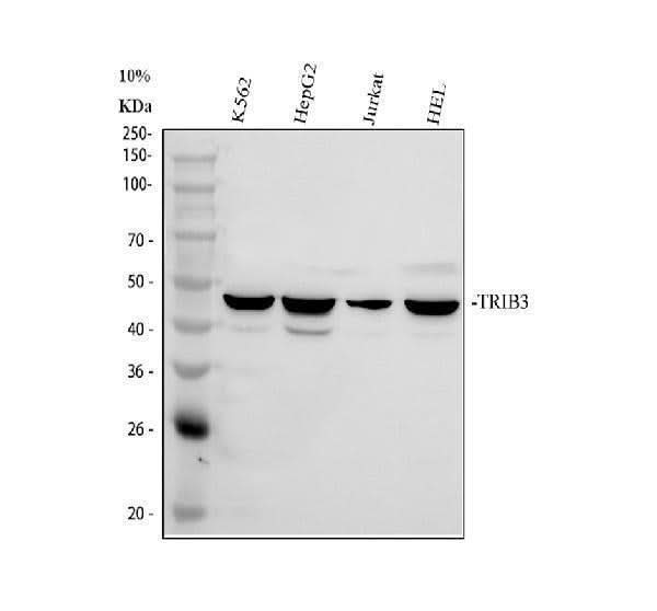 Anti-TRIB3 Antibody Picoband® Boster Bio