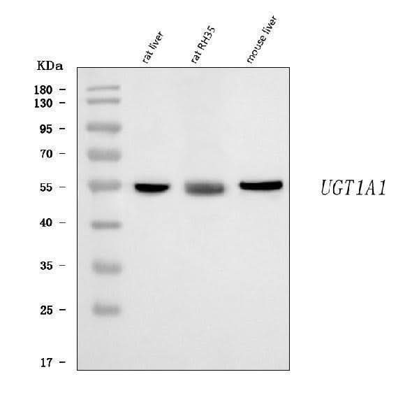 Anti-Ugt1a1 Antibody Picoband® Boster Bio
