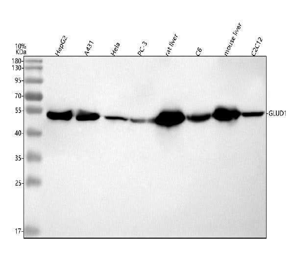 Anti-GLUD1 Antibody Picoband® Boster Bio