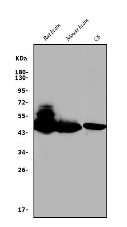 Anti-GAP43 Antibody Picoband® Boster Bio