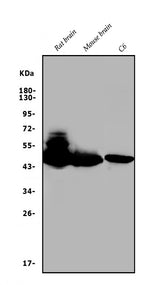 Anti-GAP43 Antibody Picoband® Boster Bio