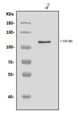 Anti-TRIF/TICAM1 Antibody Picoband® Boster Bio