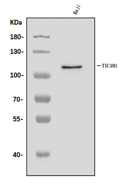 Anti-TRIF/TICAM1 Antibody Picoband® Boster Bio
