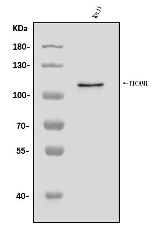 Anti-TRIF/TICAM1 Antibody Picoband® Boster Bio