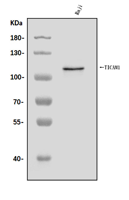Anti-TRIF/TICAM1 Antibody Picoband® Boster Bio