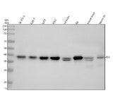 Anti-QKI Antibody Picoband® Boster Bio