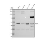 Anti-PDGFD Antibody Picoband® Boster Bio
