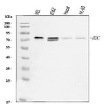 Anti-Histidine decarboxylase/HDC Antibody Picoband® Boster Bio