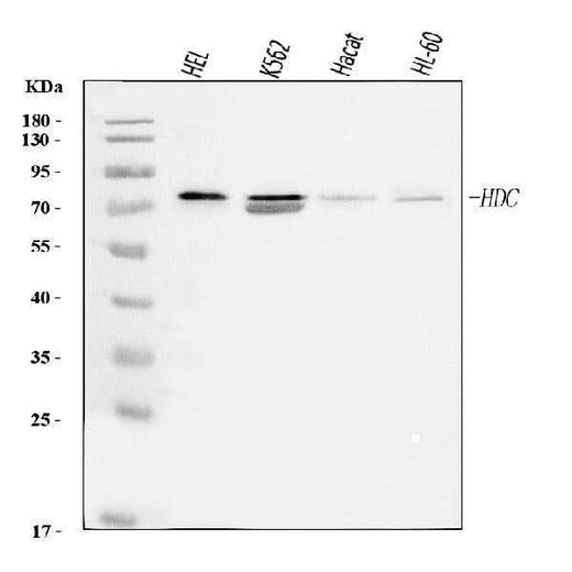 Anti-Histidine decarboxylase/HDC Antibody Picoband® Boster Bio