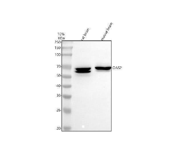 Anti-OAS2 Antibody Picoband® Boster Bio