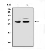 Anti-PDCD10 Antibody Picoband® Boster Bio