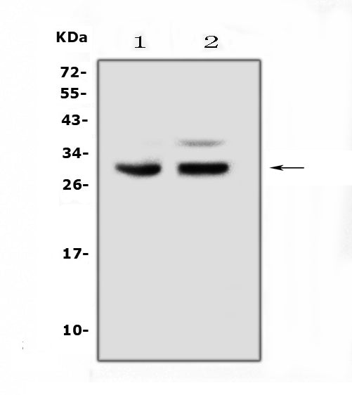 Anti-PDCD10 Antibody Picoband® Boster Bio