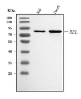 Anti-c-Rel/REL Antibody Picoband® Boster Bio