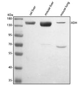 Anti-XDH Antibody Picoband® Boster Bio